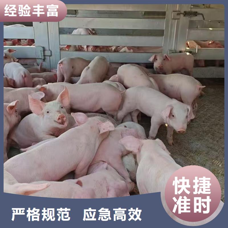 宿迁市到猪笼车运输