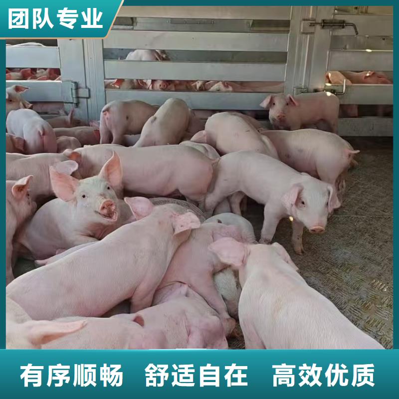 宿迁市泗洪到二育运输放心省心