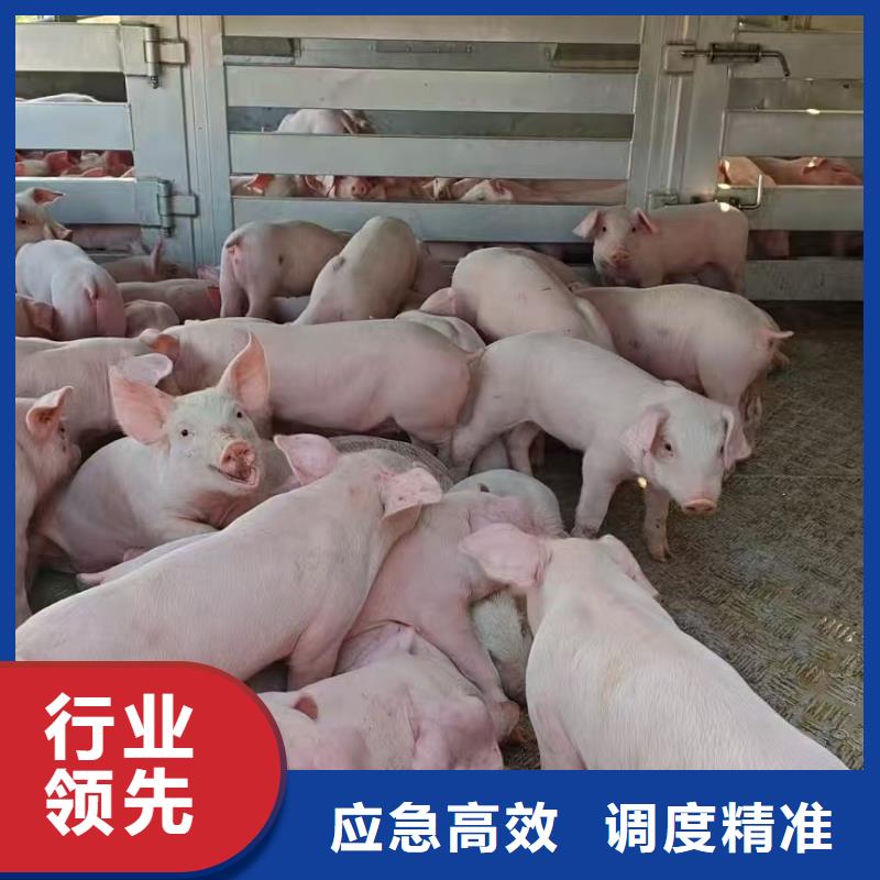 沭阳县到畜禽物流资源充足