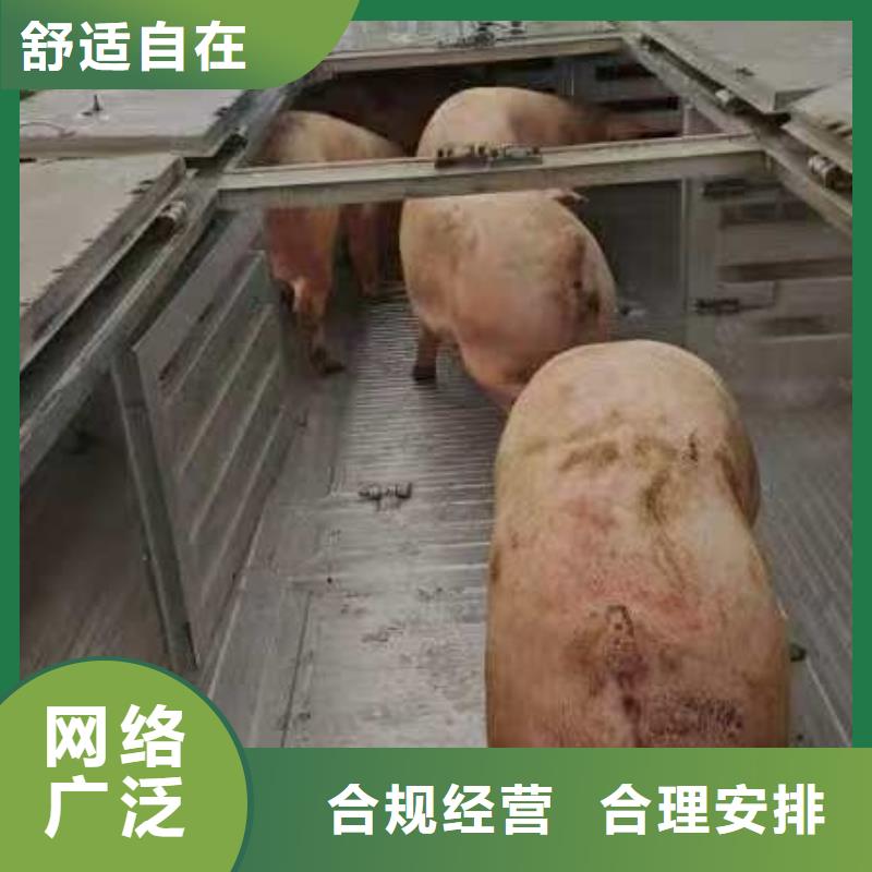 宿迁市泗阳到仔猪恒温车运输品牌知名