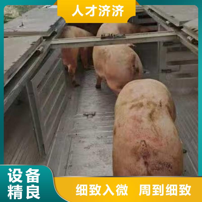 宿迁市泗阳到仔猪恒温车运输品牌知名