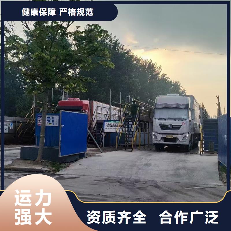 宿迁市泗洪到生猪物流有条不紊