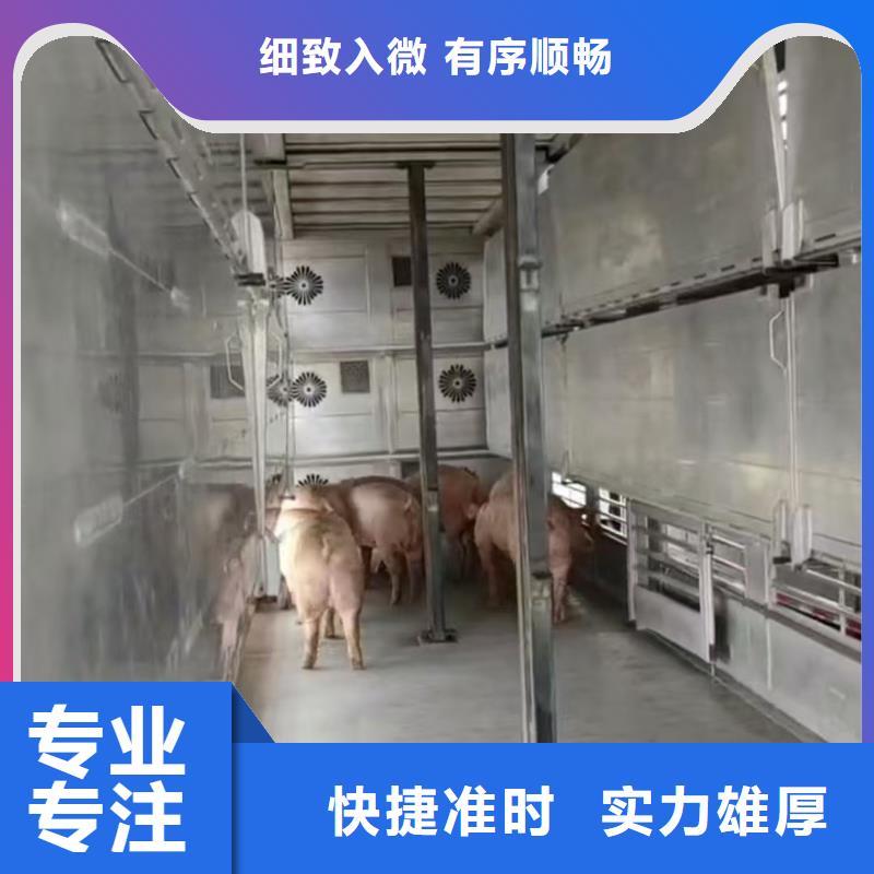宿迁市泗洪到生猪物流有条不紊