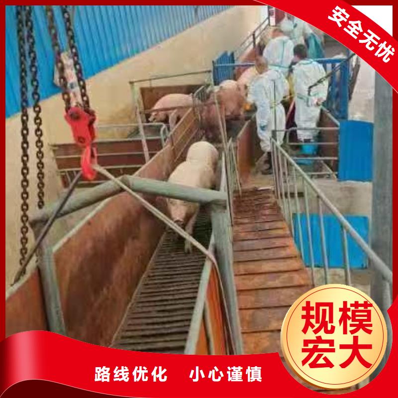 宿迁到猪只贸易专业专注