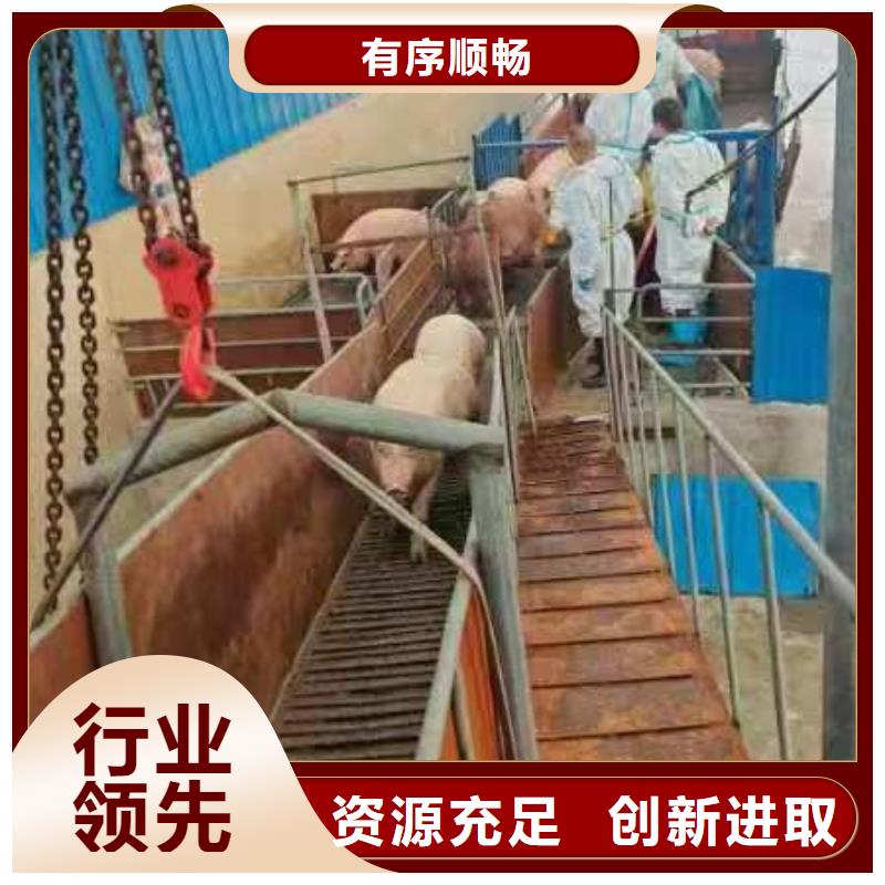 宿迁市泗洪到生猪物流有条不紊