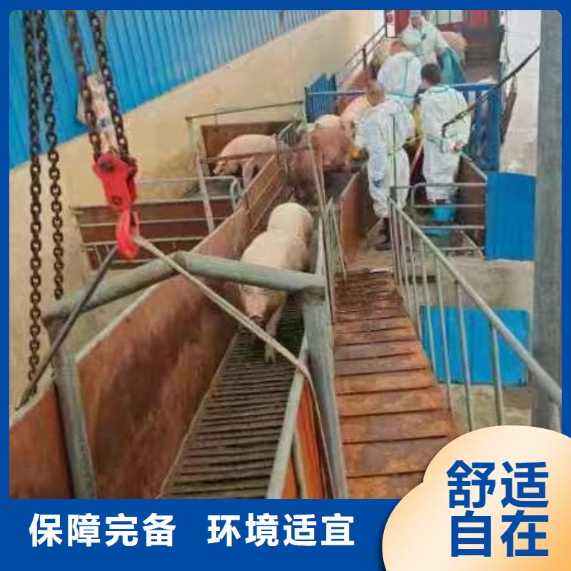 枣庄到猪笼车运输专业专注
