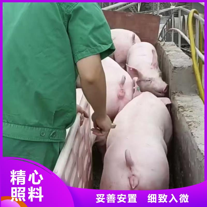 宿迁到农牧运输管理规范