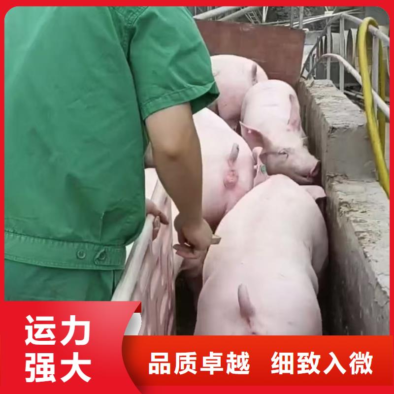 宿迁市泗阳到牛运输专用车整车
