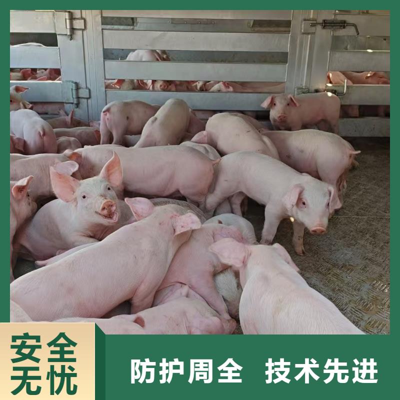 宿迁到生猪空调车运输全程护航