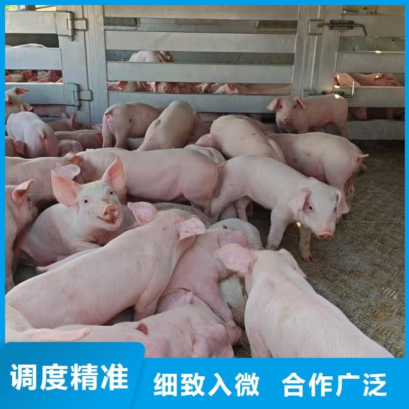 宿迁到牲畜运输品质卓越