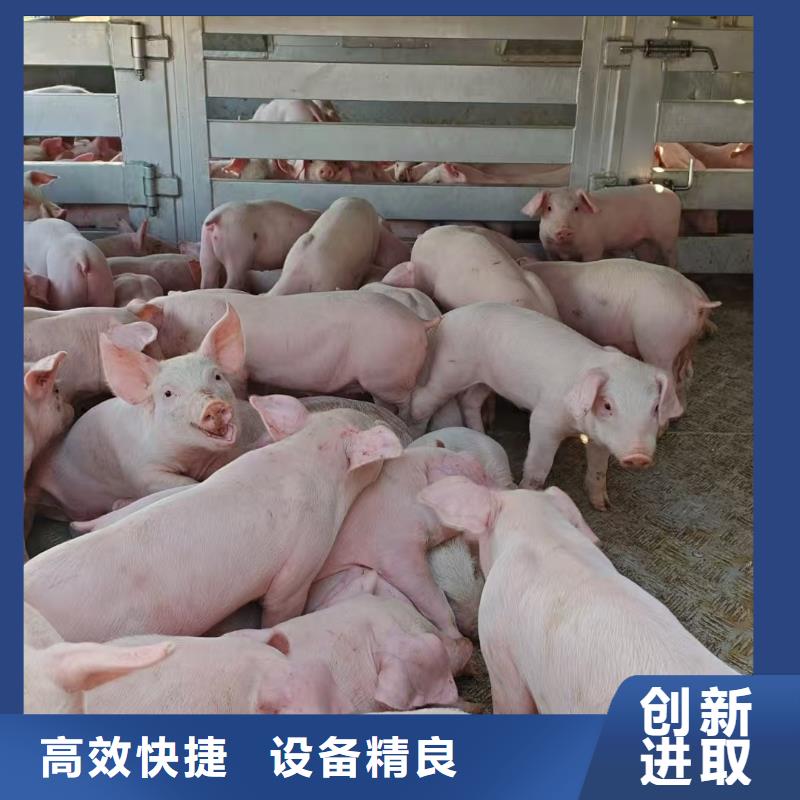 宿迁到猪只贸易专业专注