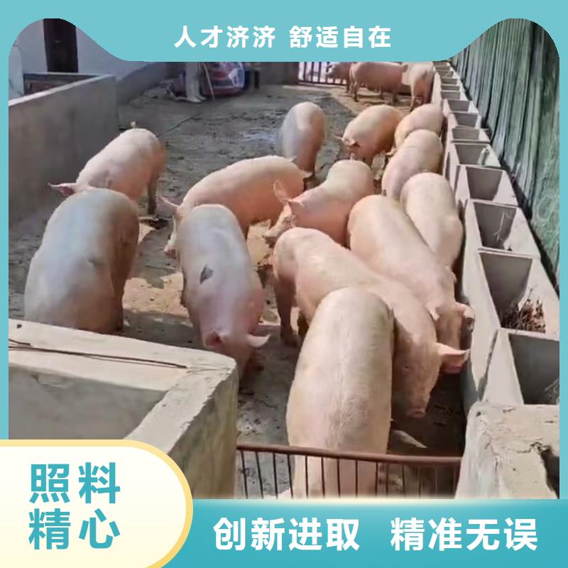 宿迁到农牧运输管理规范
