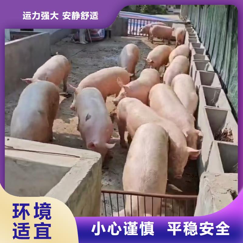 宿迁到仔猪恒温车运输服务周到
