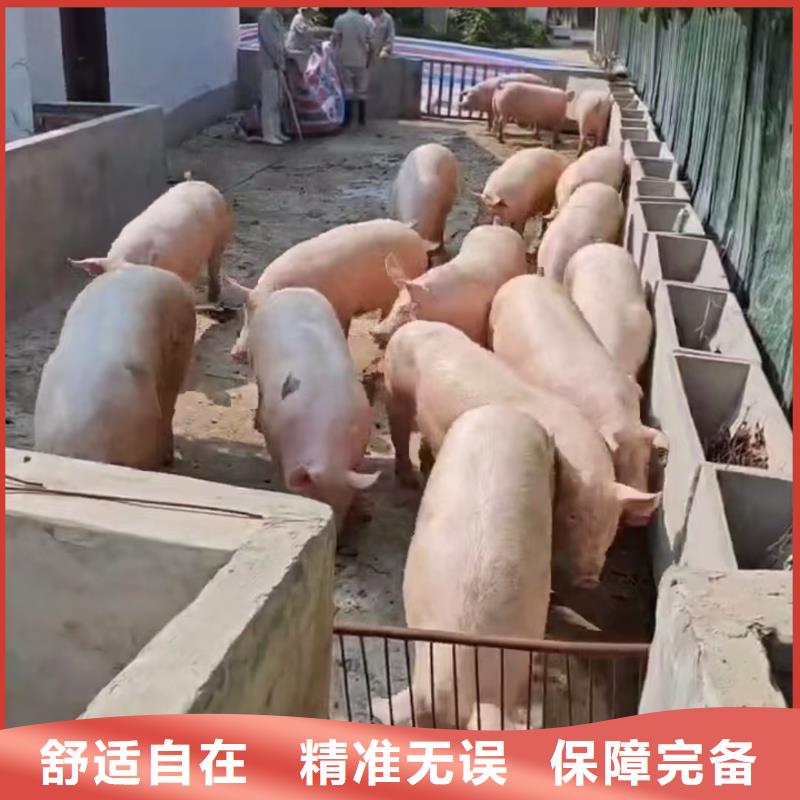 宿迁市沭阳到猪只贸易科学运输