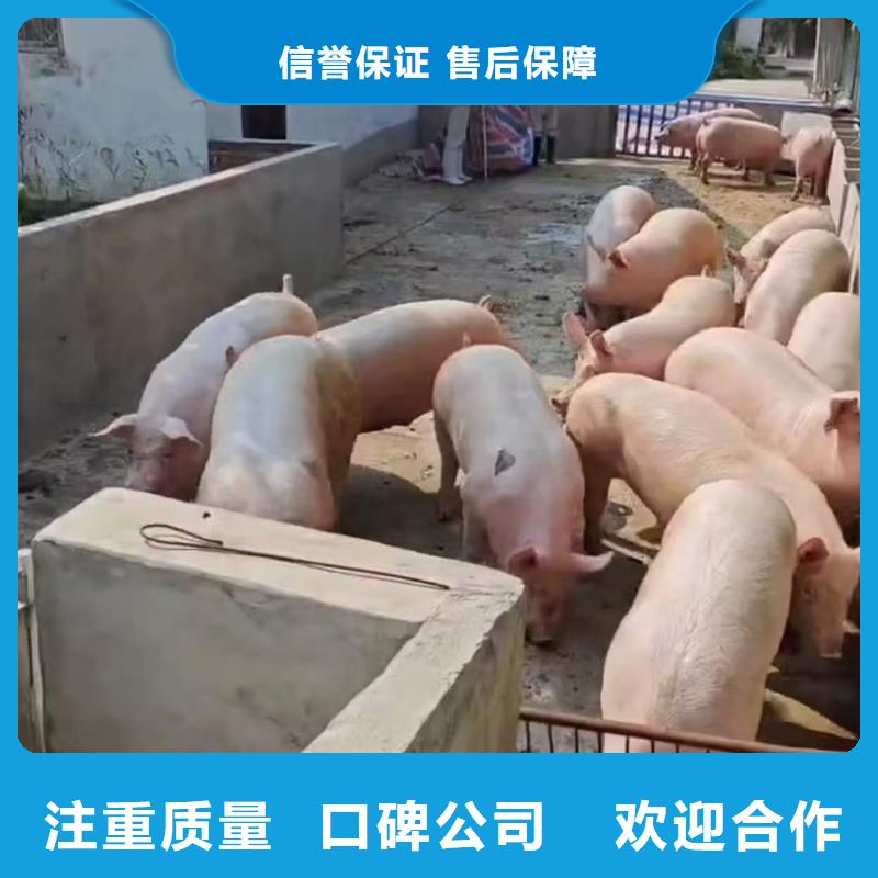 东营至猪牛羊运输空调车优质服务