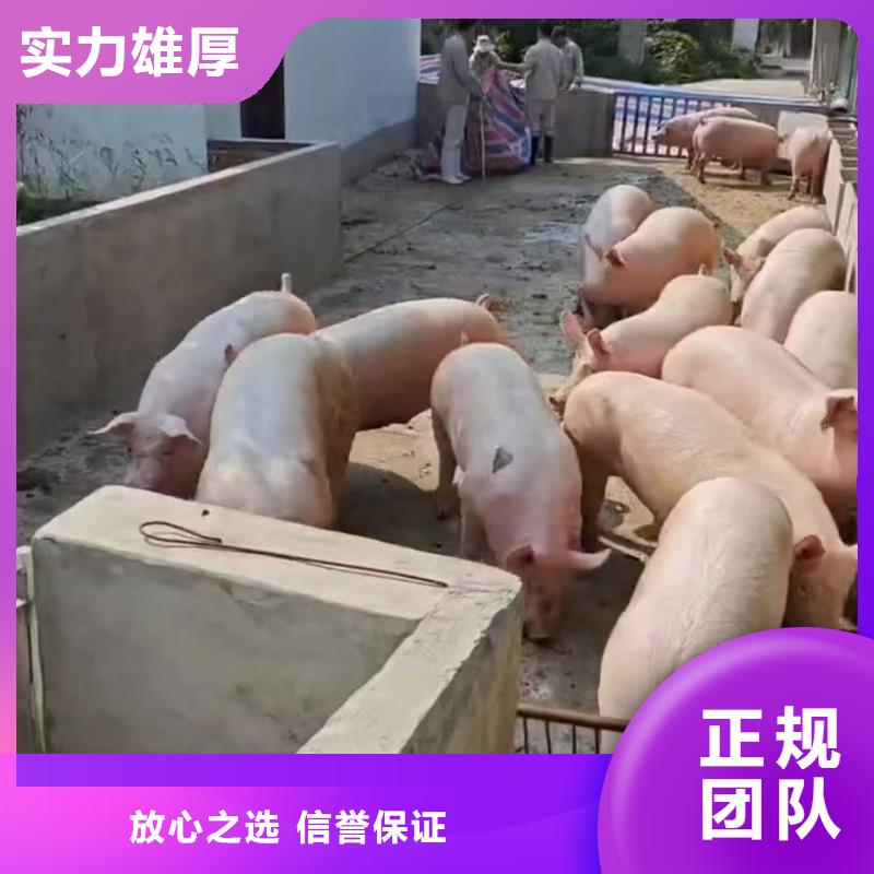宿迁泗阳到种猪空调车运输