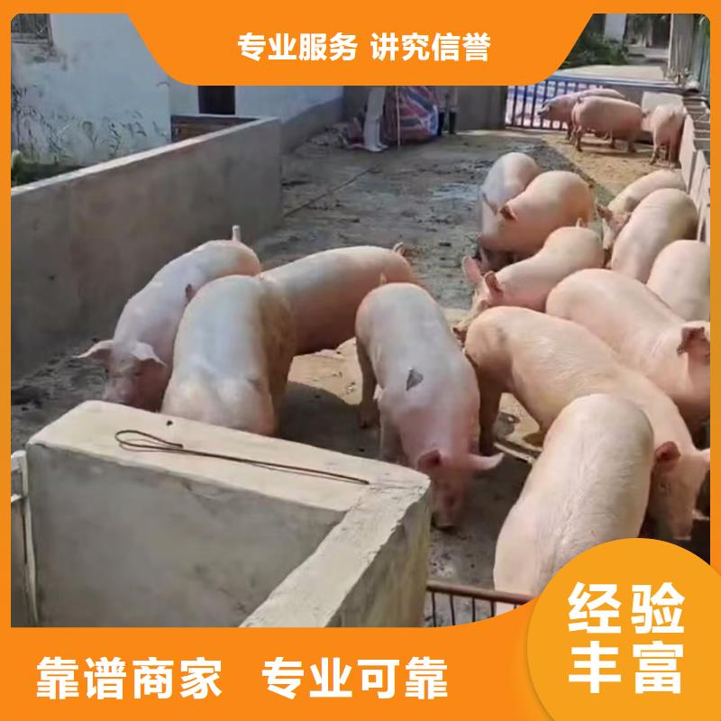 睢宁到猪牛羊运输恒温车靠谱商家