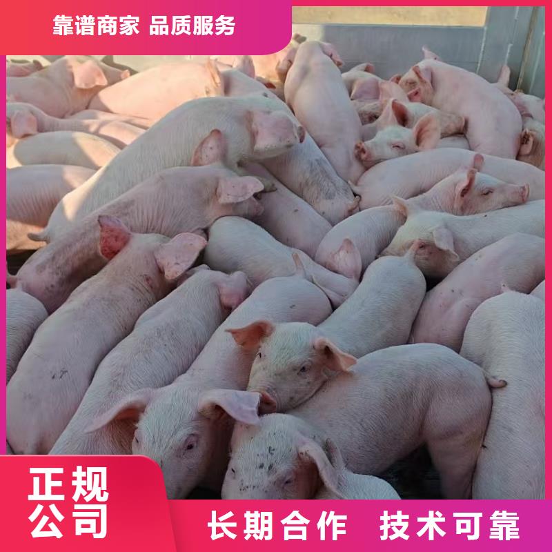 郑州至仔猪运输空调车专业可靠