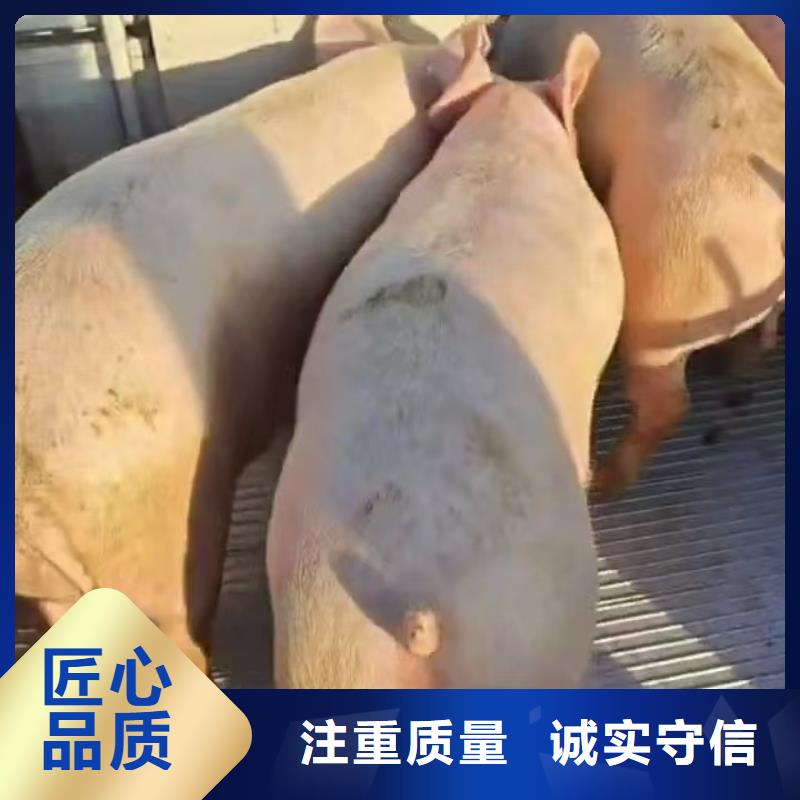 宿迁泗阳到猪运输严格规范