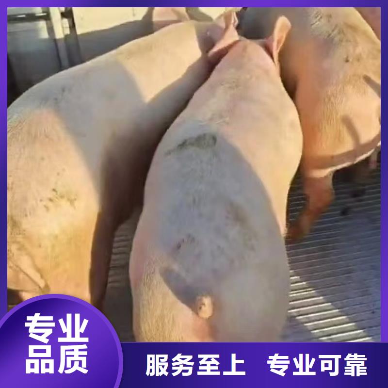 无锡到恒温车运输-空调车全程呵护