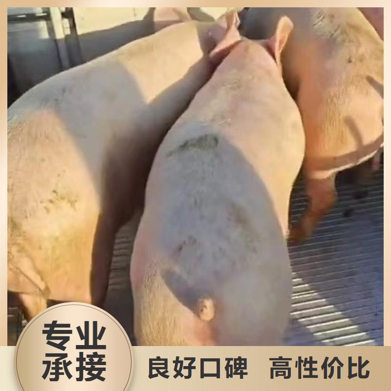 亳州到农牧运输空调车良好口碑
