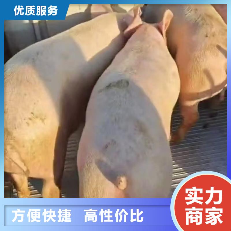 宿迁沭阳到猪牛羊运输