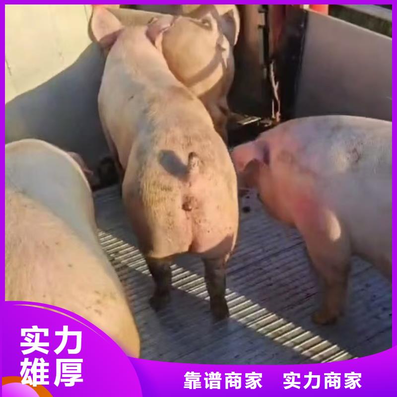 宿迁到猪运输行业领先