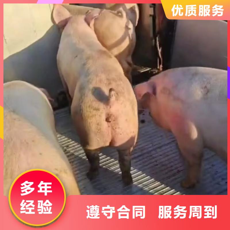 台州至仔猪运输空调车优质服务