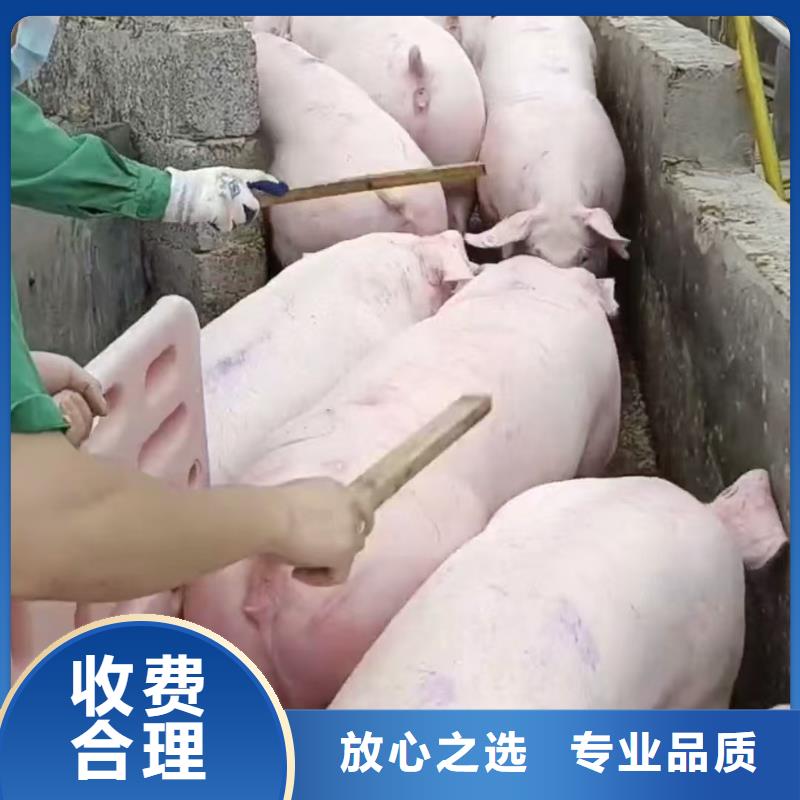 三门峡至仔猪运输恒温车多年经验