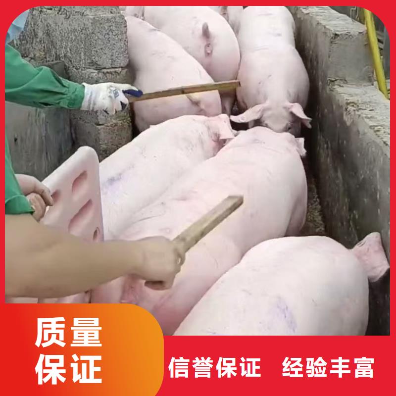 嘉兴至生猪物流网络广泛