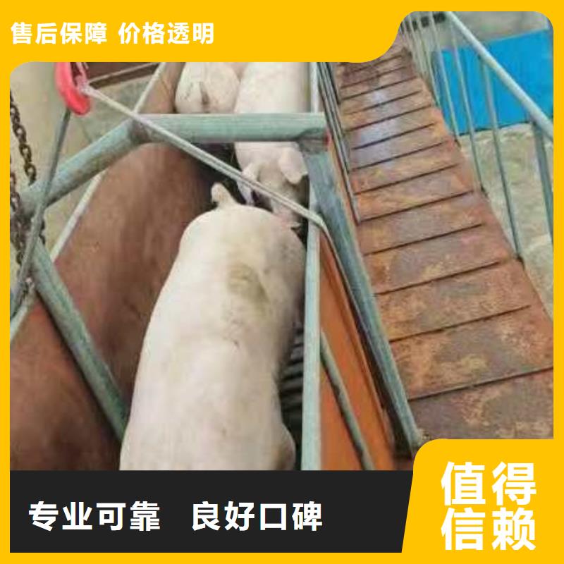 宿迁泗洪到生猪运输按时到达