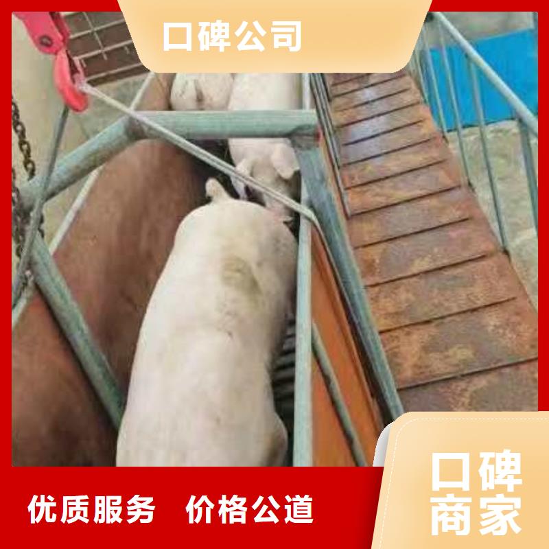 郑州至仔猪运输空调车专业可靠