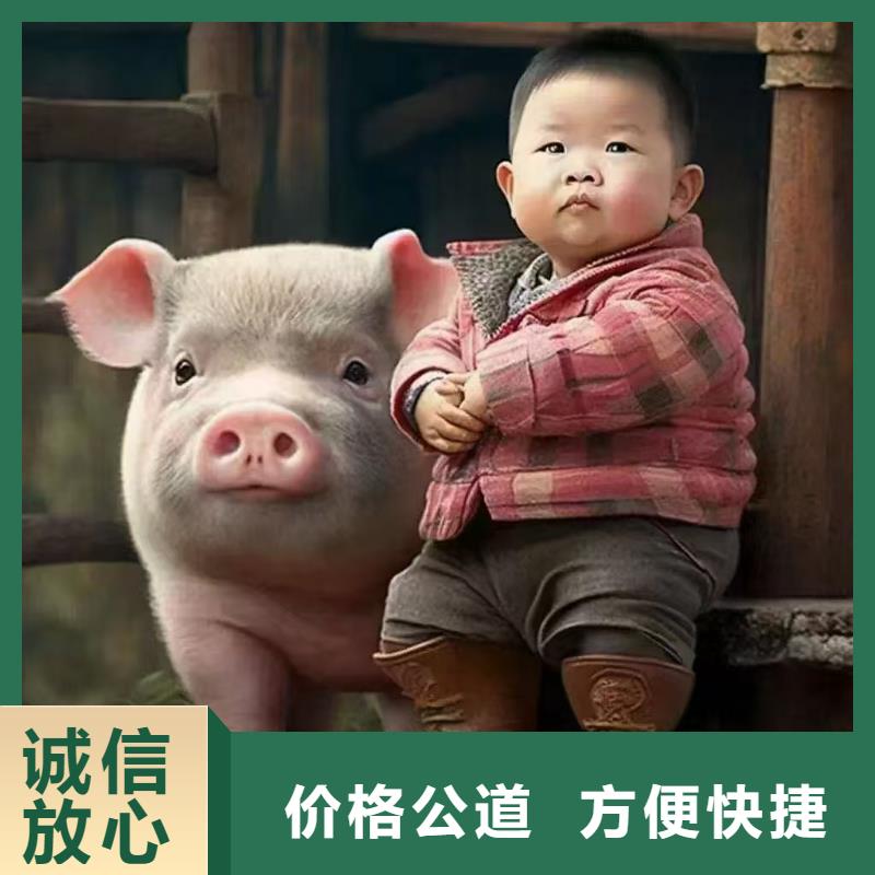 台州至仔猪运输空调车优质服务