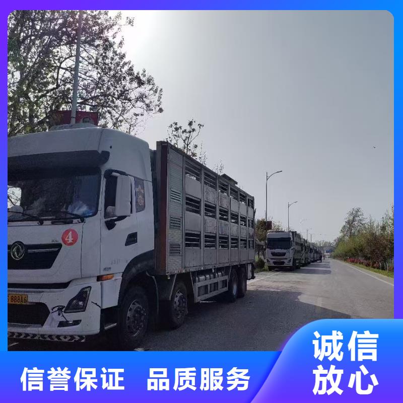 宿迁泗洪到猪牛羊运输科学运输