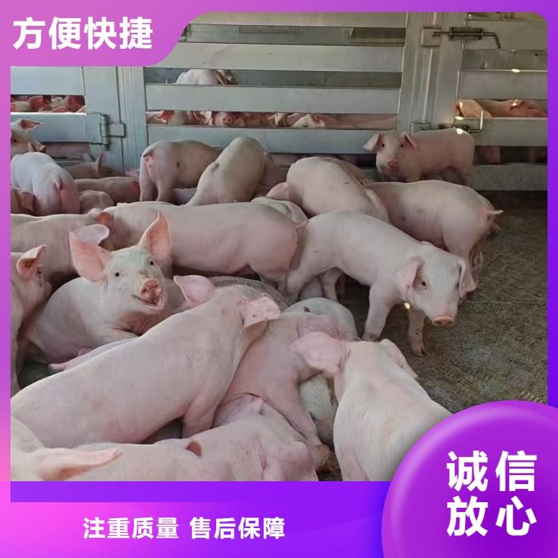 威海到生猪运输空调车经验丰富