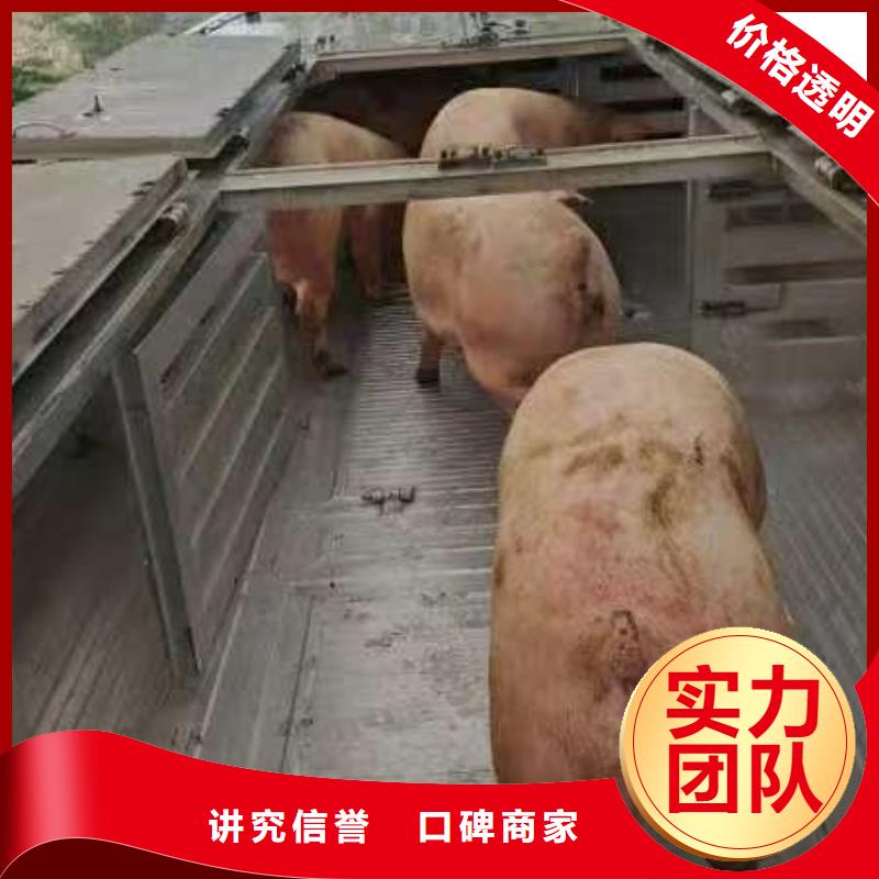 宿迁到猪只运输专用车保障