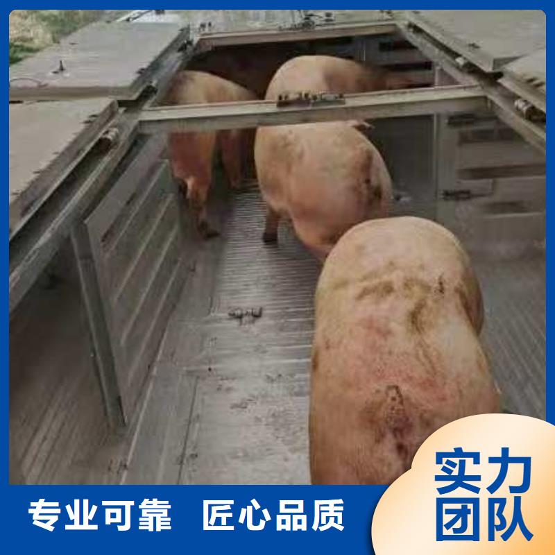 宿迁泗阳到猪运输严格规范