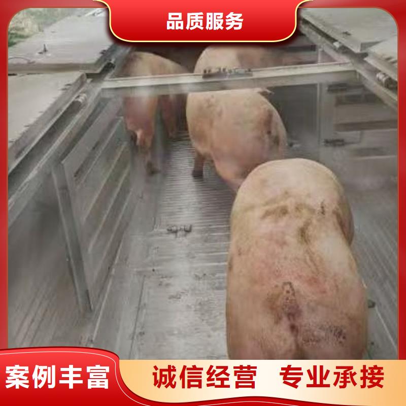 日照至肥猪运输空调车方便快捷