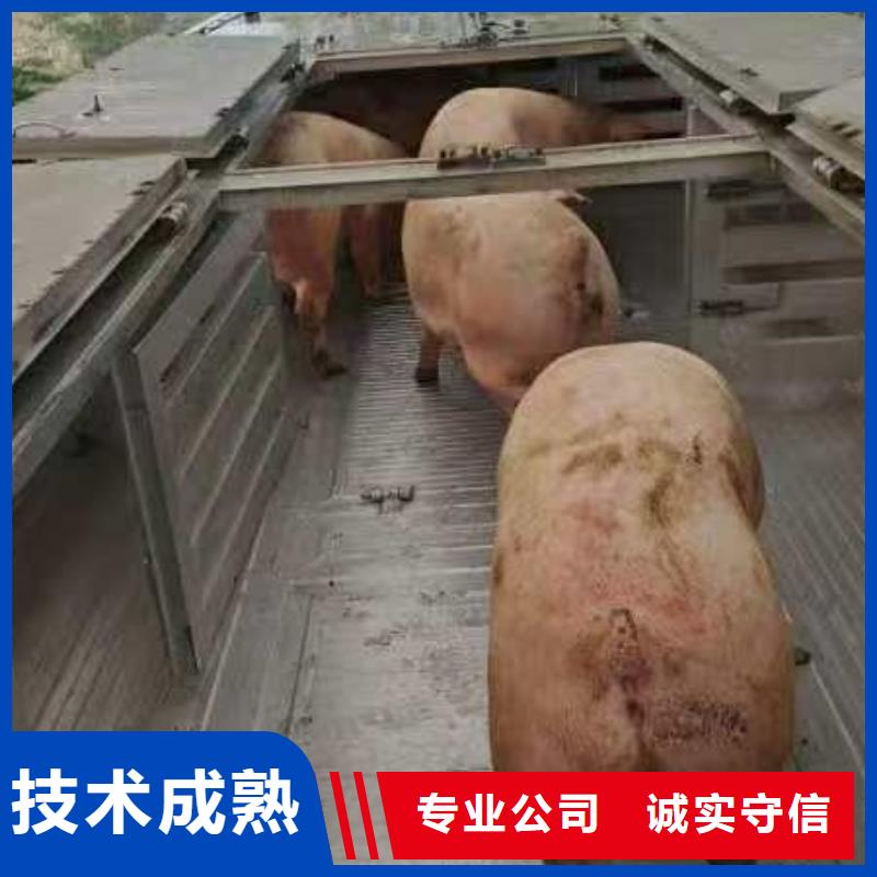 宿迁到种猪空调车运输保障有力