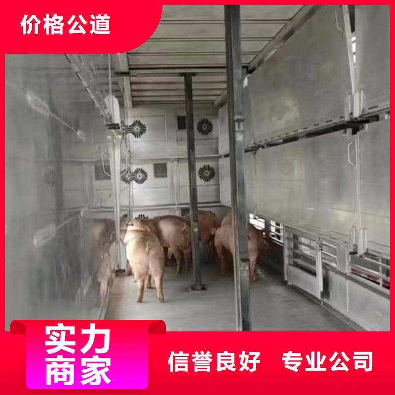 郑州至仔猪运输空调车专业可靠