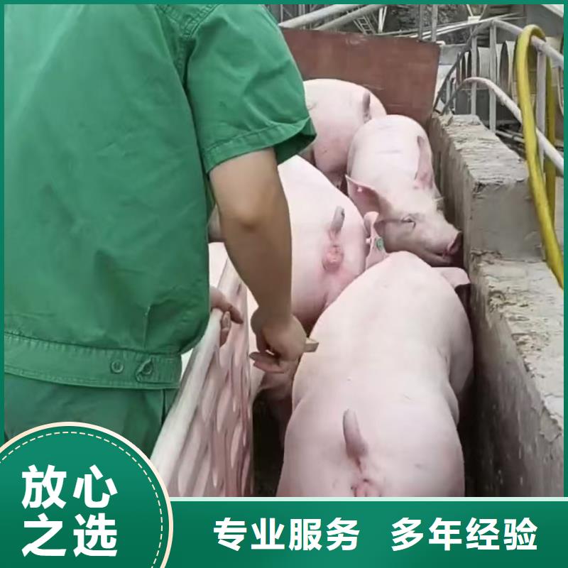 嘉兴至生猪物流网络广泛