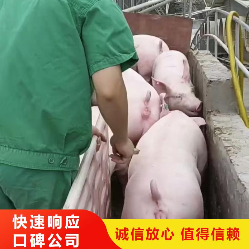 商丘至猪运输路线优化