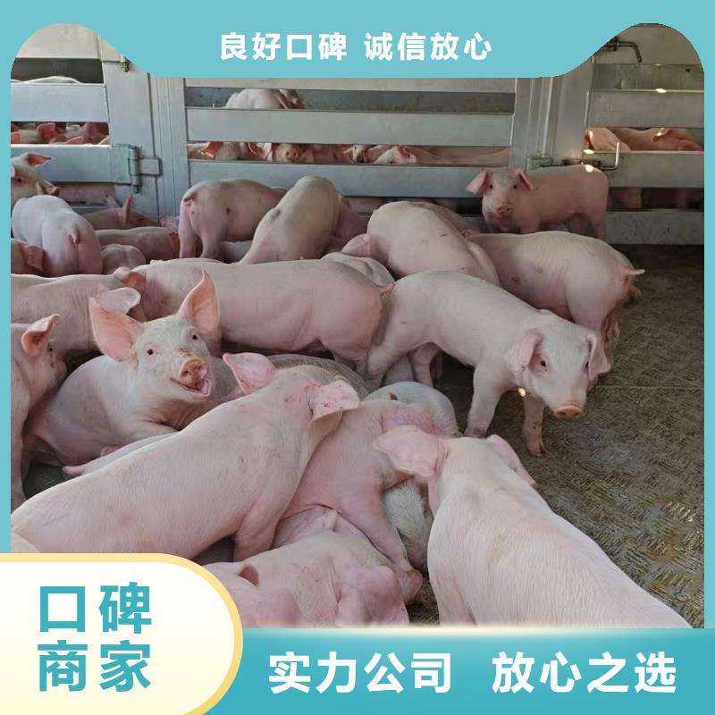 东营至生猪运输空调车快捷