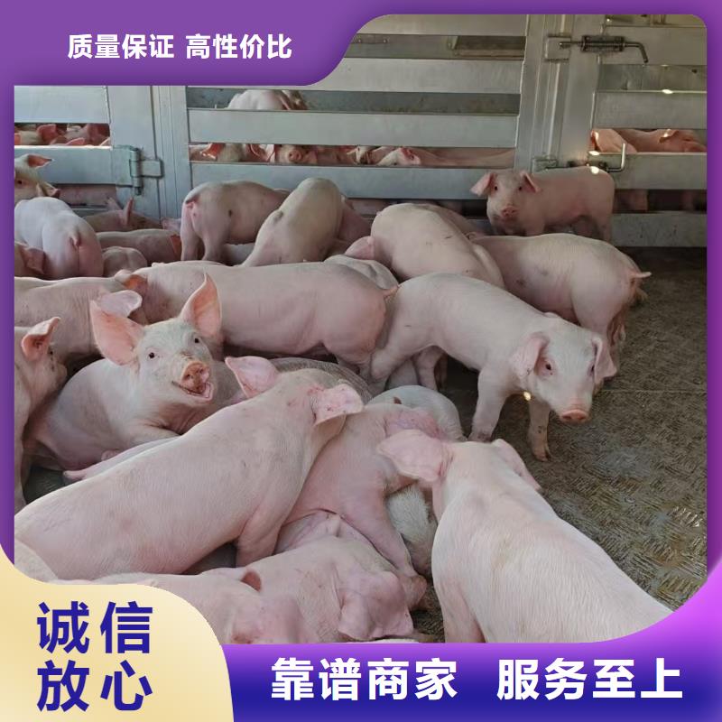潍坊到肥猪运输空调车注重质量