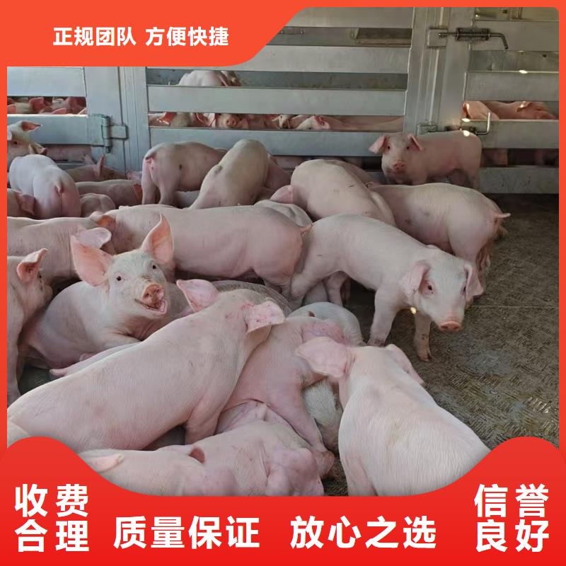 威海到生猪运输空调车经验丰富
