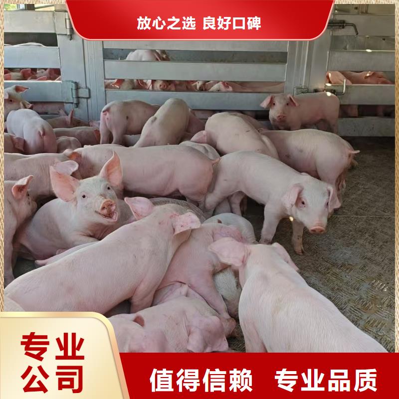 宿迁到散装料专用车无忧