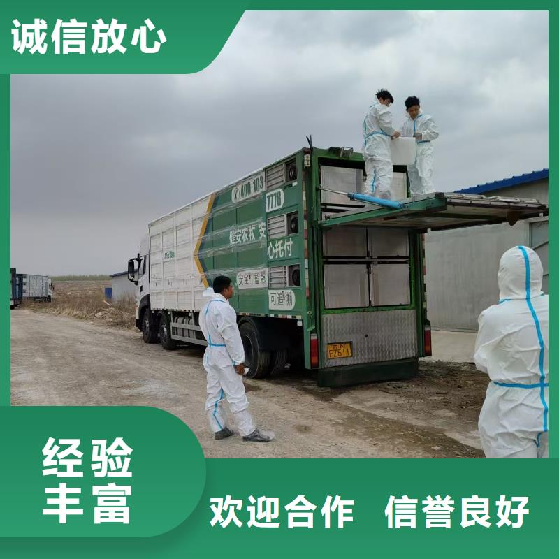 泗洪县至仔猪空调车运输安静舒适