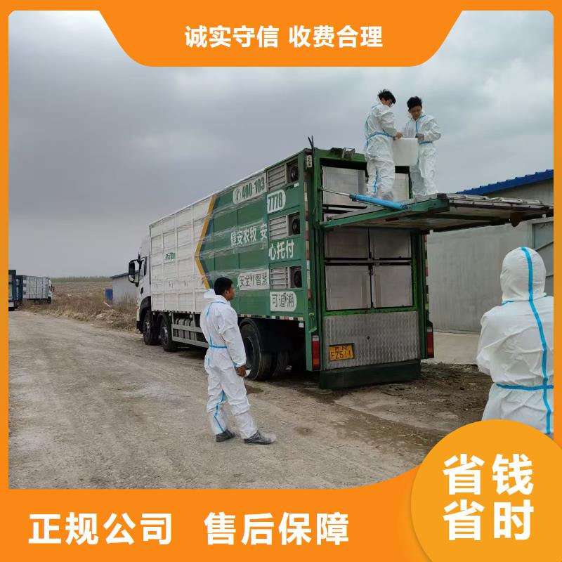 日照至肥猪运输空调车方便快捷