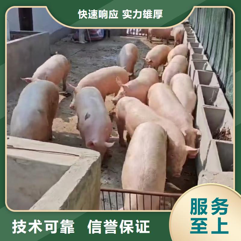 东营至猪牛羊运输空调车优质服务