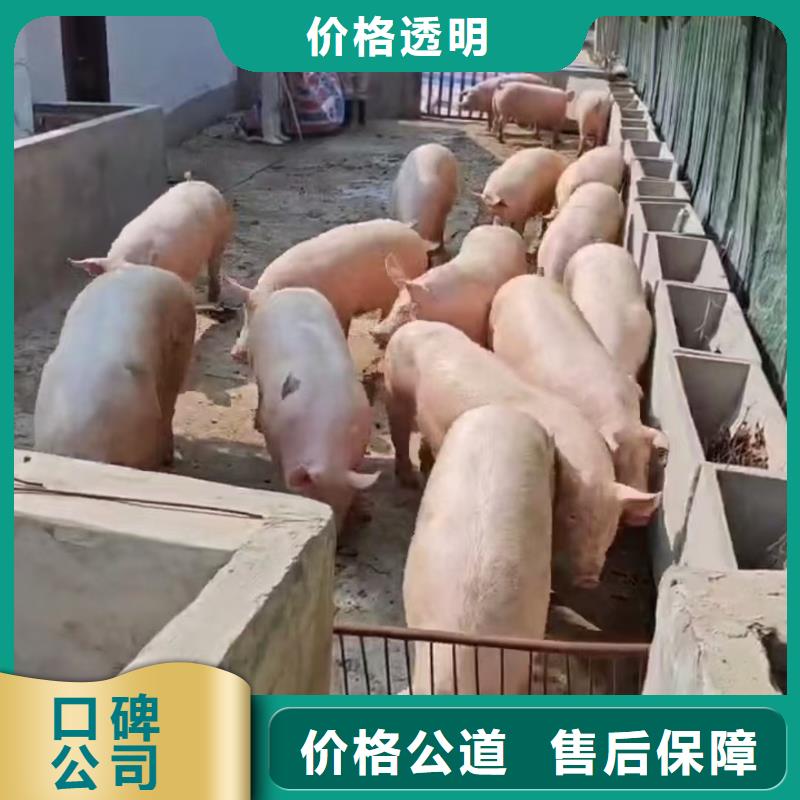 江宁到二育运输恒温车值得信赖